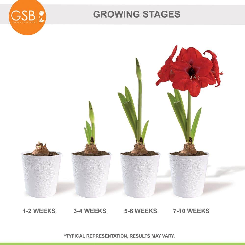  Holiday Red Lion Amaryllis Bulb Gift Kit With 6 In. White Planter, 26/28cm
