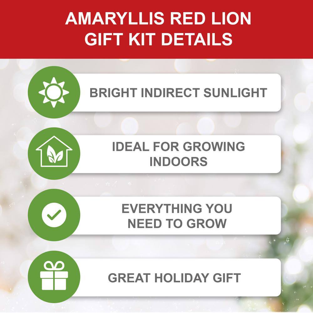  Holiday Red Lion Amaryllis Bulb Gift Kit With 6 In. White Planter, 26/28cm
