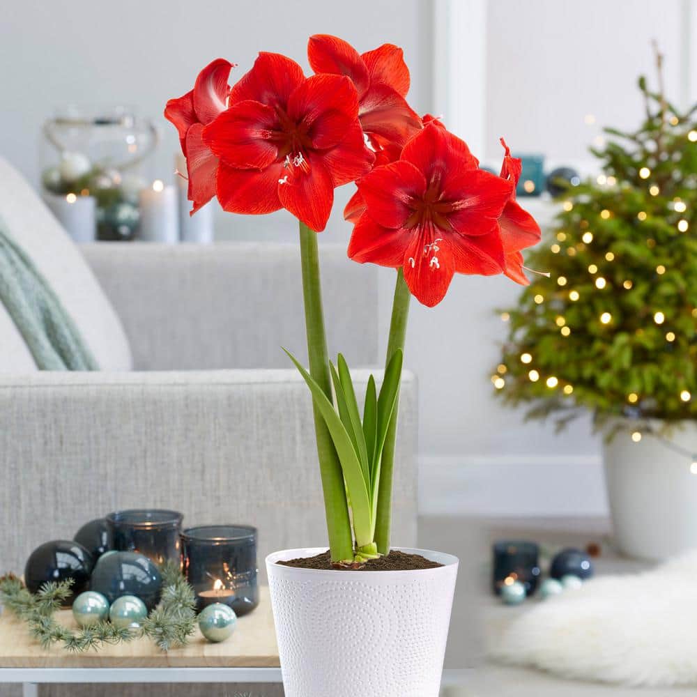  Holiday Red Lion Amaryllis Bulb Gift Kit With 6 In. White Planter, 26/28cm
