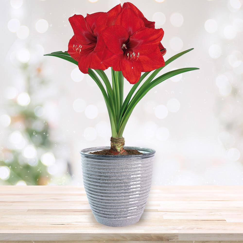  26/28cm, Holiday Minerva Amaryllis Bulb Gift Kit With 6 In. Decorative Planter