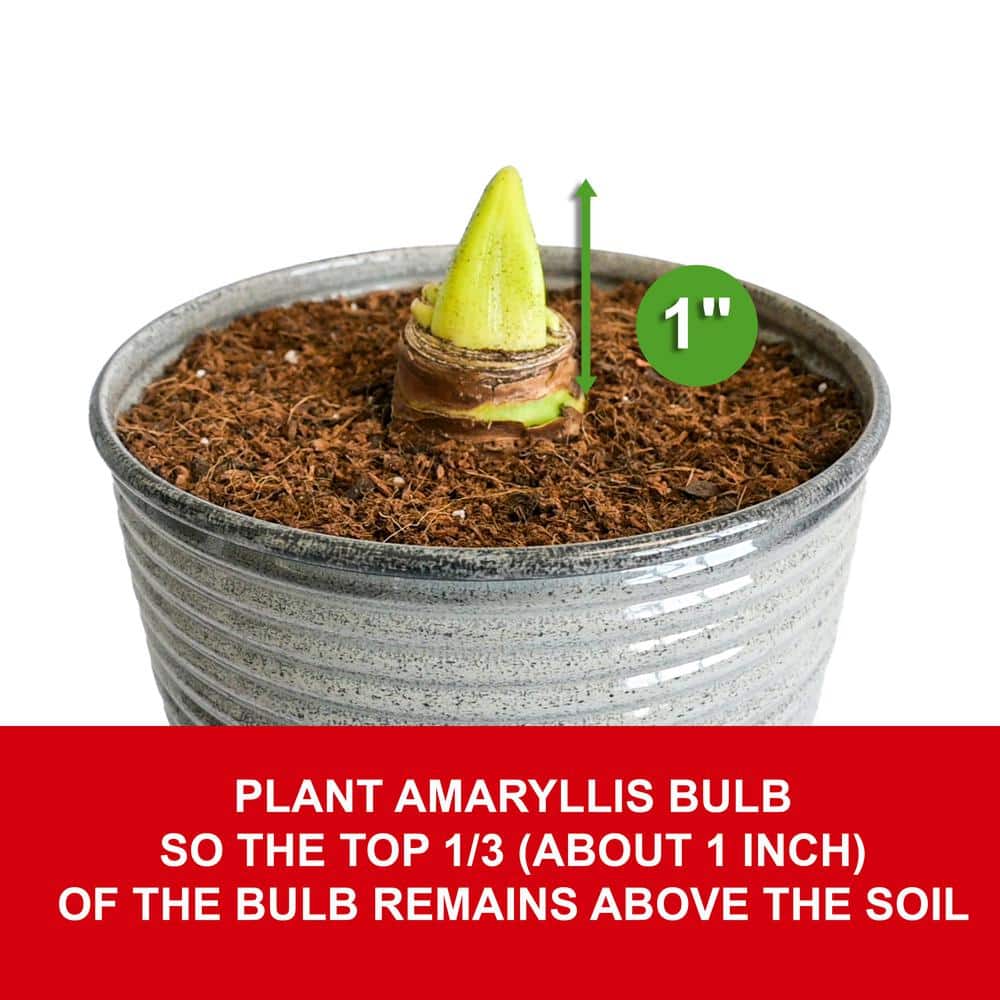  26/28cm, Holiday Minerva Amaryllis Bulb Gift Kit With 6 In. Decorative Planter