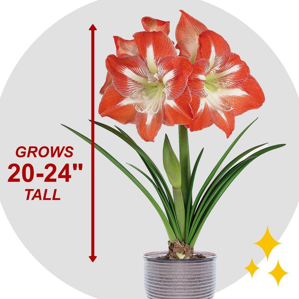  26/28cm, Holiday Minerva Amaryllis Bulb Gift Kit With 6 In. Decorative Planter