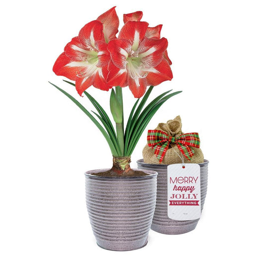 26/28cm, Holiday Minerva Amaryllis Bulb Gift Kit With 6 In. Decorative Planter