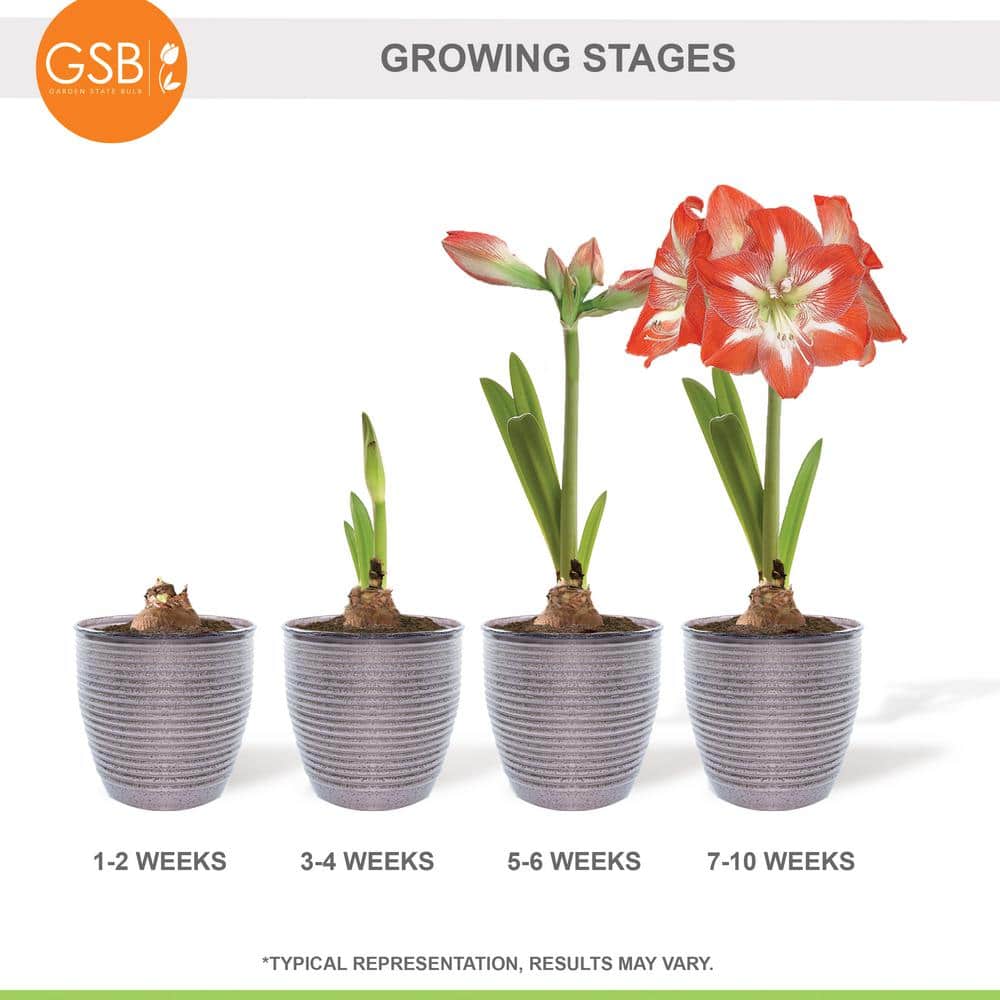  26/28cm, Holiday Minerva Amaryllis Bulb Gift Kit With 6 In. Decorative Planter