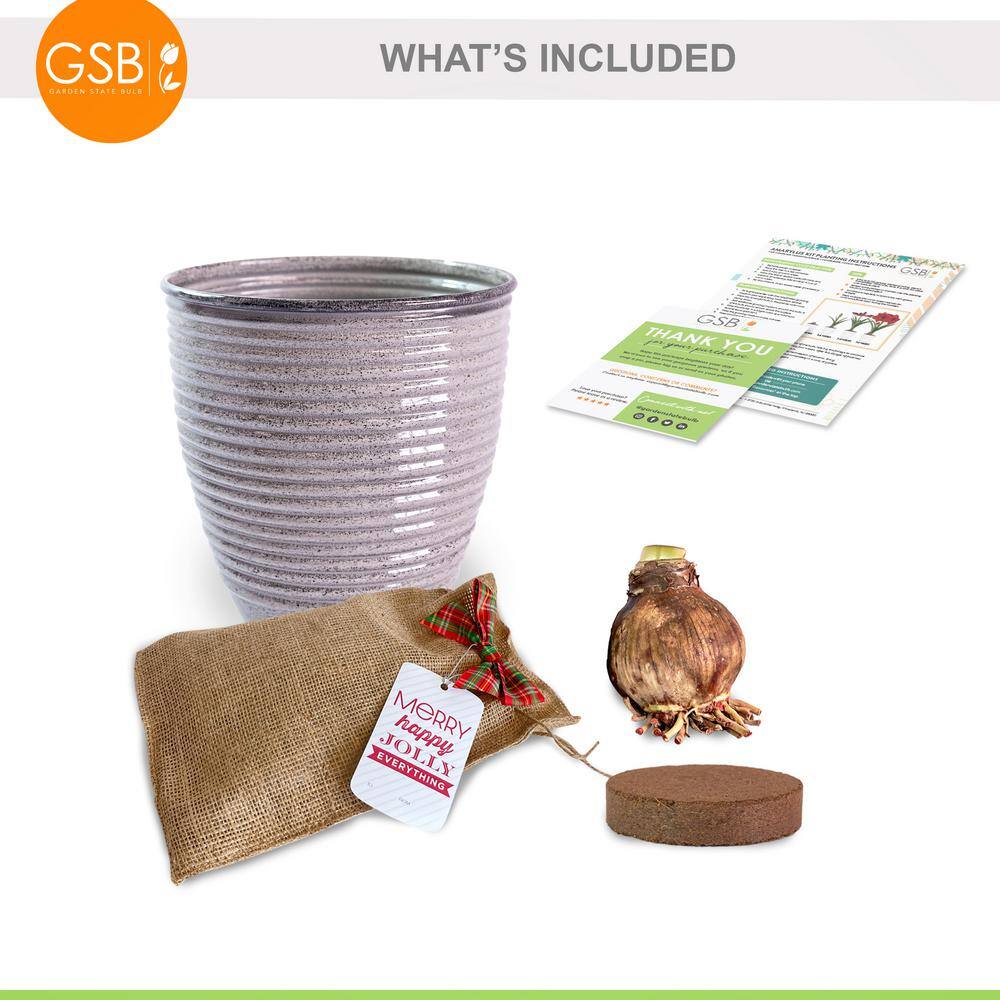  26/28cm, Holiday Minerva Amaryllis Bulb Gift Kit With 6 In. Decorative Planter