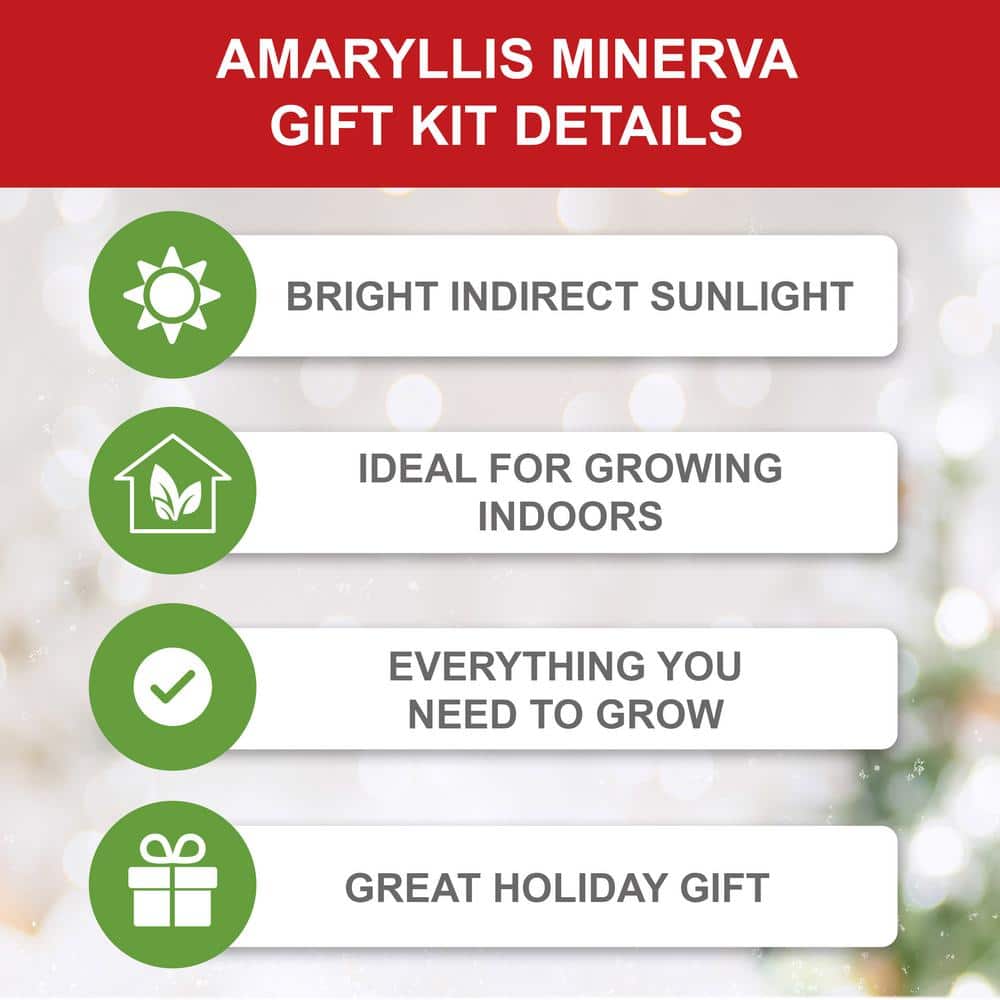  26/28cm, Holiday Minerva Amaryllis Bulb Gift Kit With 6 In. Decorative Planter