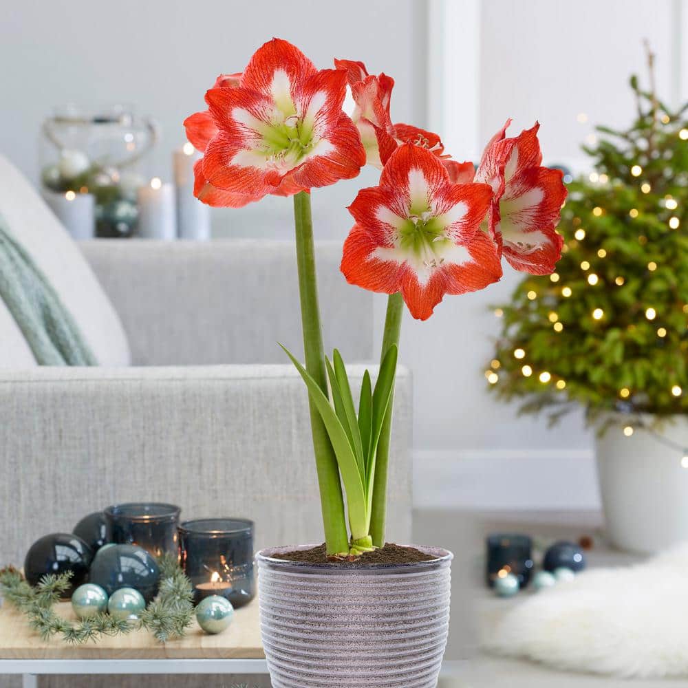  26/28cm, Holiday Minerva Amaryllis Bulb Gift Kit With 6 In. Decorative Planter