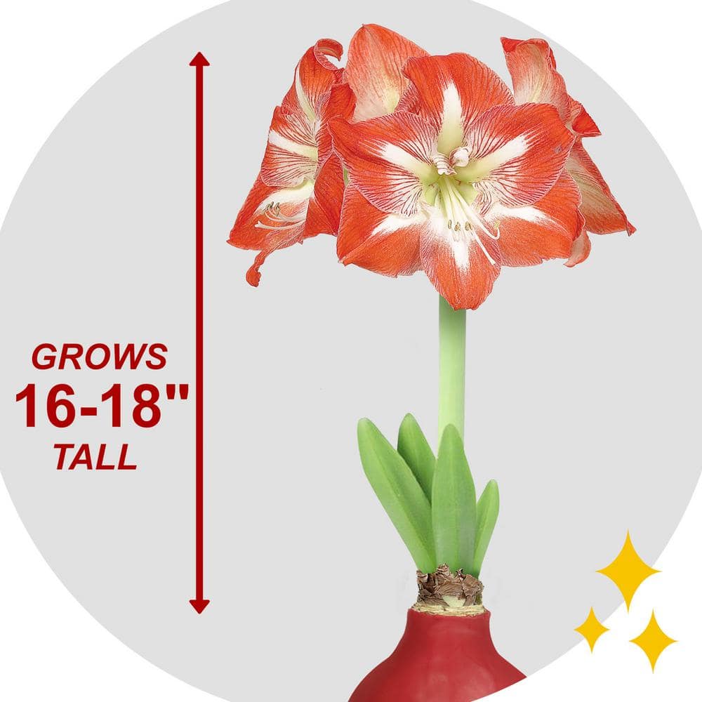  Red Waxed Minerva Amaryllis Flower Bulb, 30/32cm (1-Pack)
