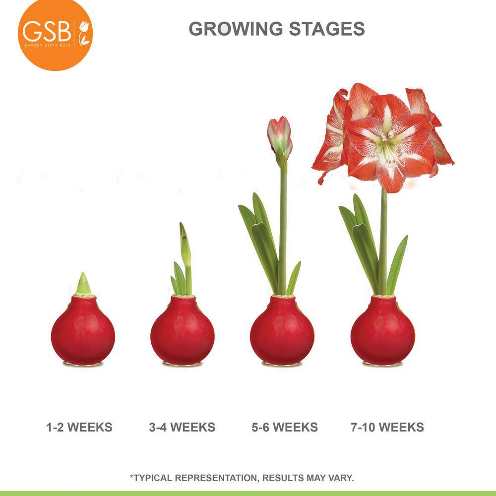  Red Waxed Minerva Amaryllis Flower Bulb, 30/32cm (1-Pack)