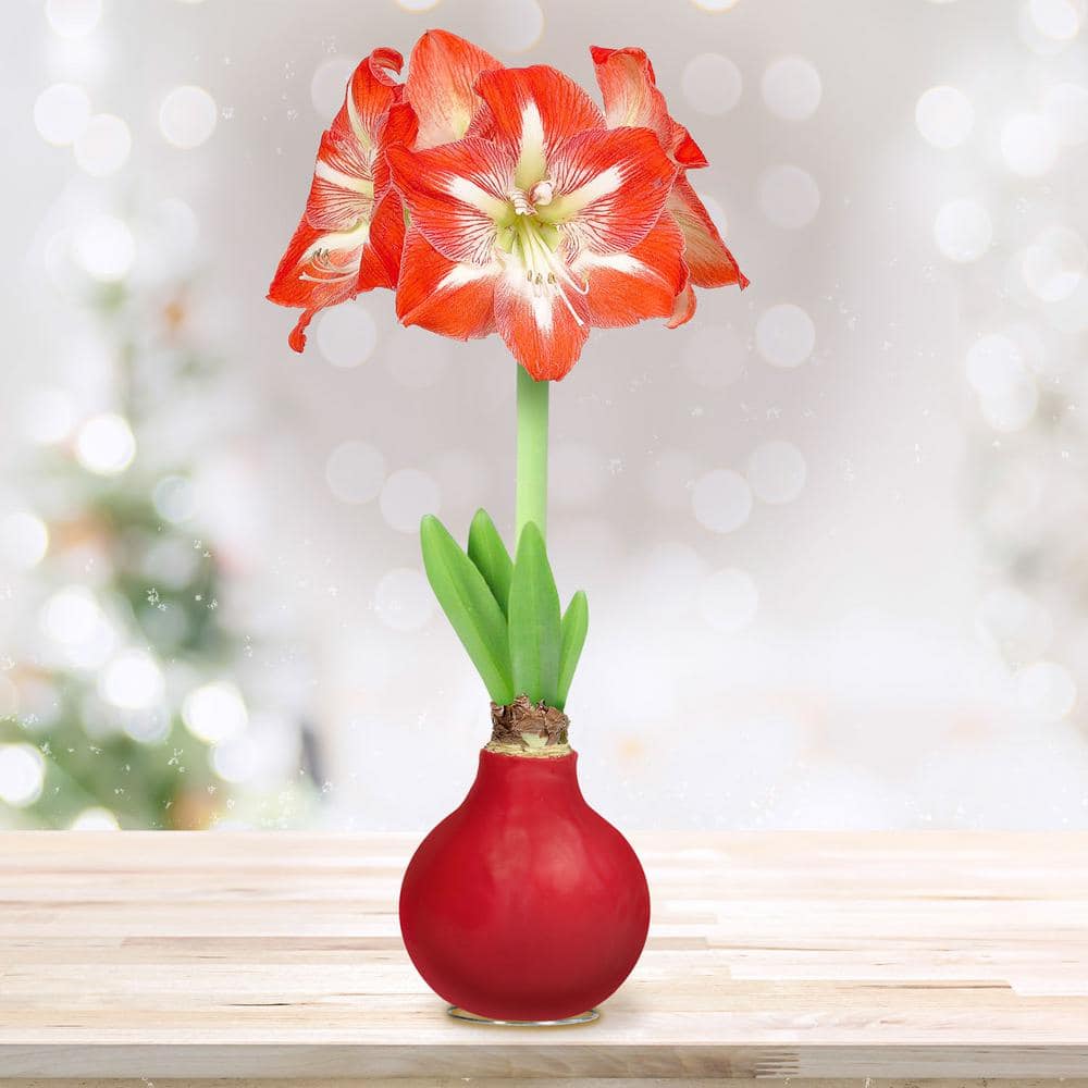  Red Waxed Minerva Amaryllis Flower Bulb, 30/32cm (1-Pack)