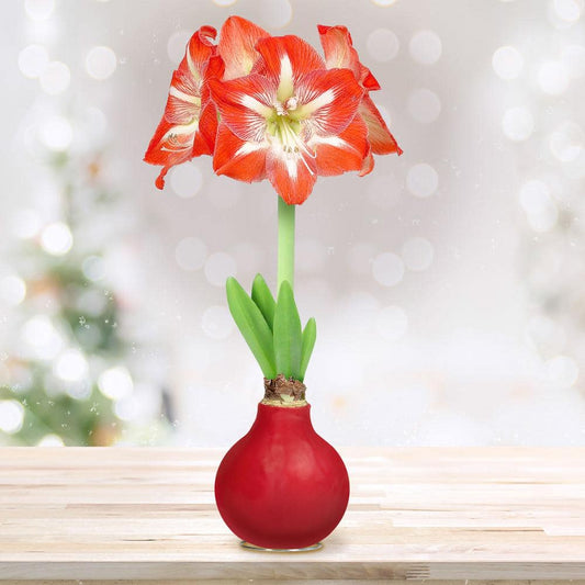  Red Waxed Minerva Amaryllis Flower Bulb, 30/32cm (1-Pack)