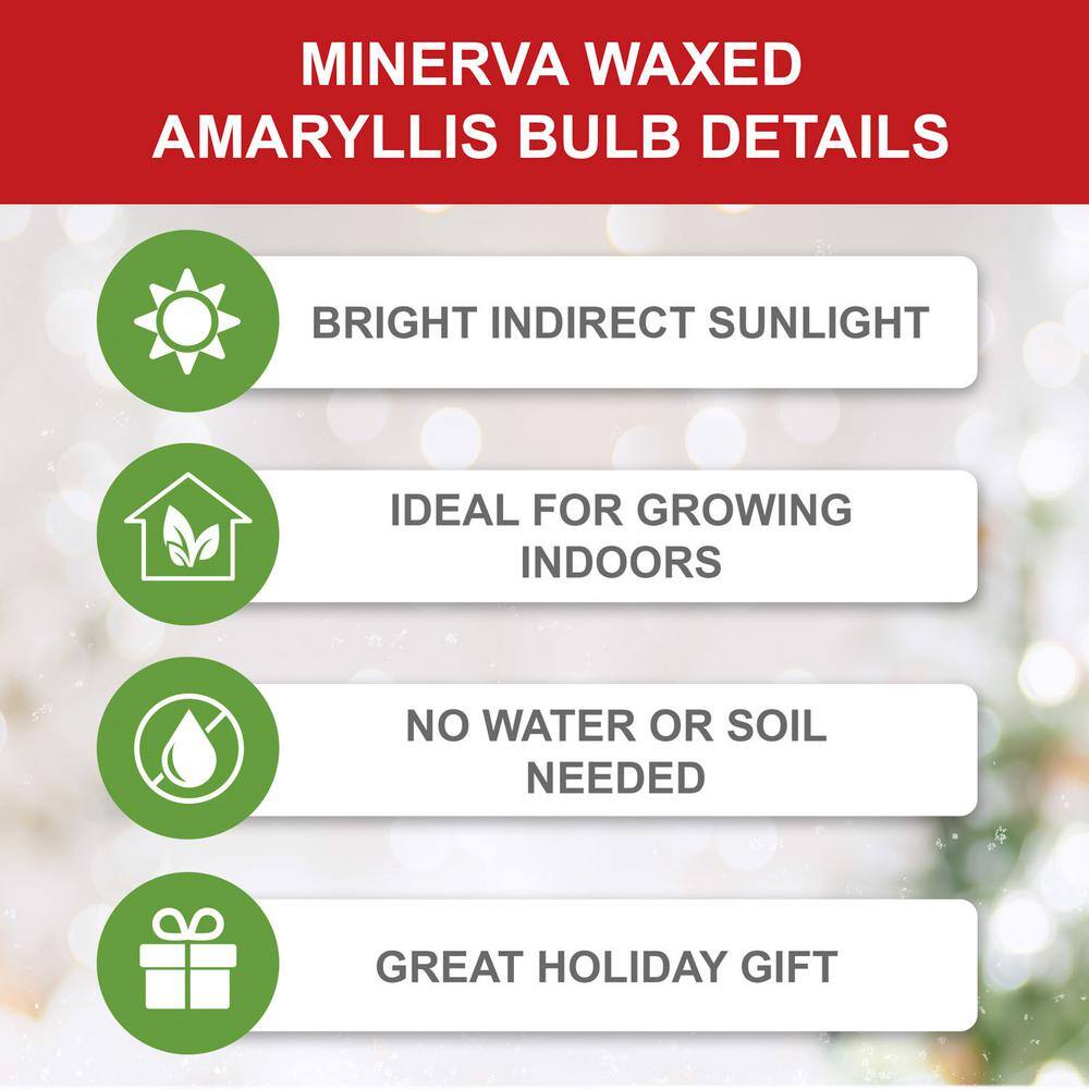  Red Waxed Minerva Amaryllis Flower Bulb, 30/32cm (1-Pack)