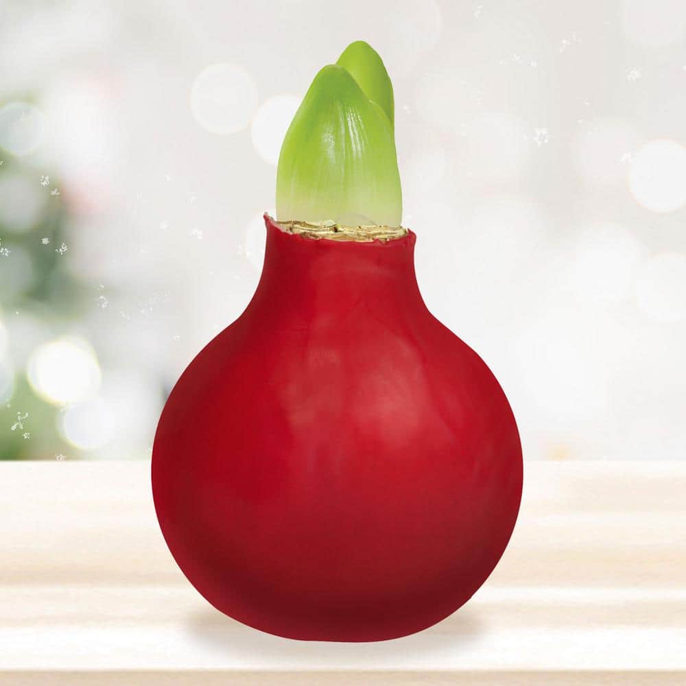  Red Waxed Minerva Amaryllis Flower Bulb, 30/32cm (1-Pack)