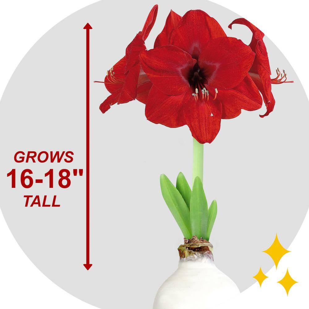  White Waxed Red Lion Amaryllis Flower Bulb, 30/32cm (1-Pack)