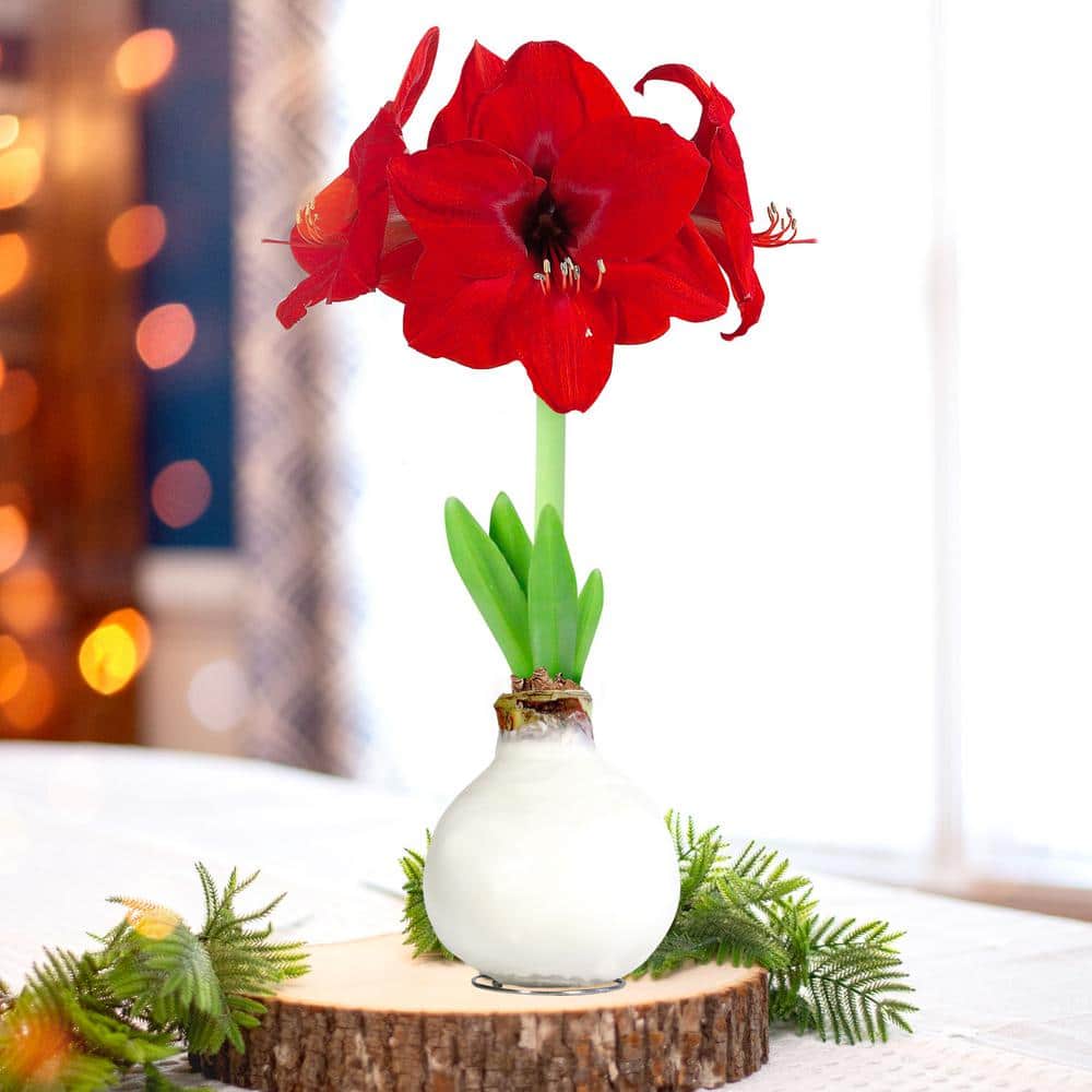  White Waxed Red Lion Amaryllis Flower Bulb, 30/32cm (1-Pack)