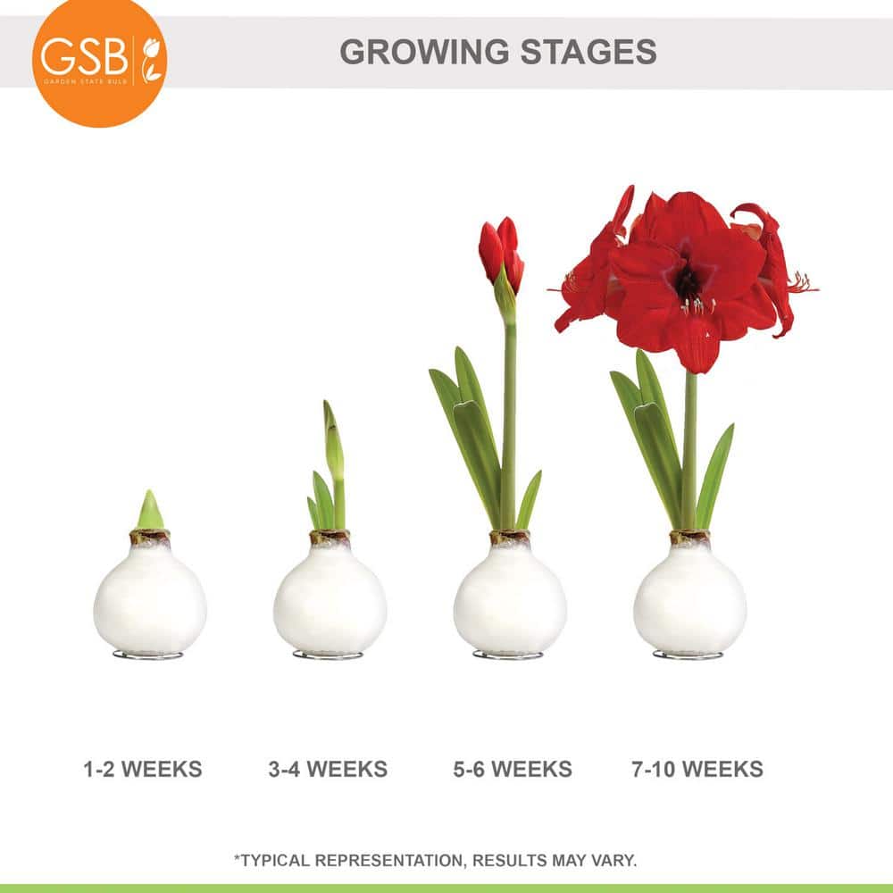  White Waxed Red Lion Amaryllis Flower Bulb, 30/32cm (1-Pack)
