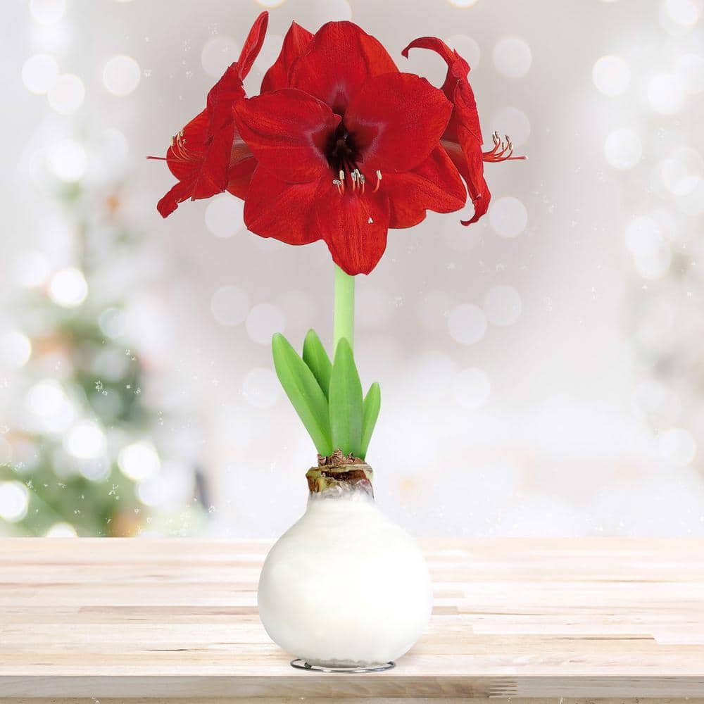  White Waxed Red Lion Amaryllis Flower Bulb, 30/32cm (1-Pack)