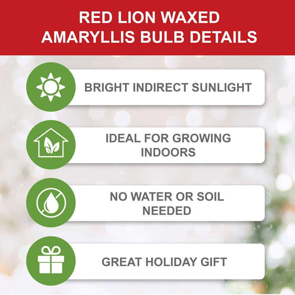  White Waxed Red Lion Amaryllis Flower Bulb, 30/32cm (1-Pack)