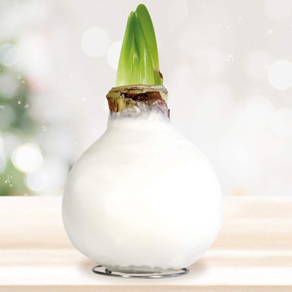  White Waxed Red Lion Amaryllis Flower Bulb, 30/32cm (1-Pack)
