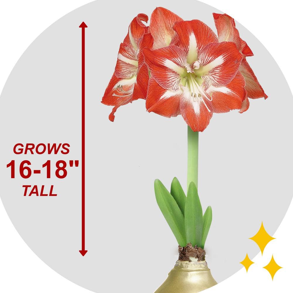  Gold Waxed Minerva Amaryllis Flower Bulb, 30/32cm (1-Pack)