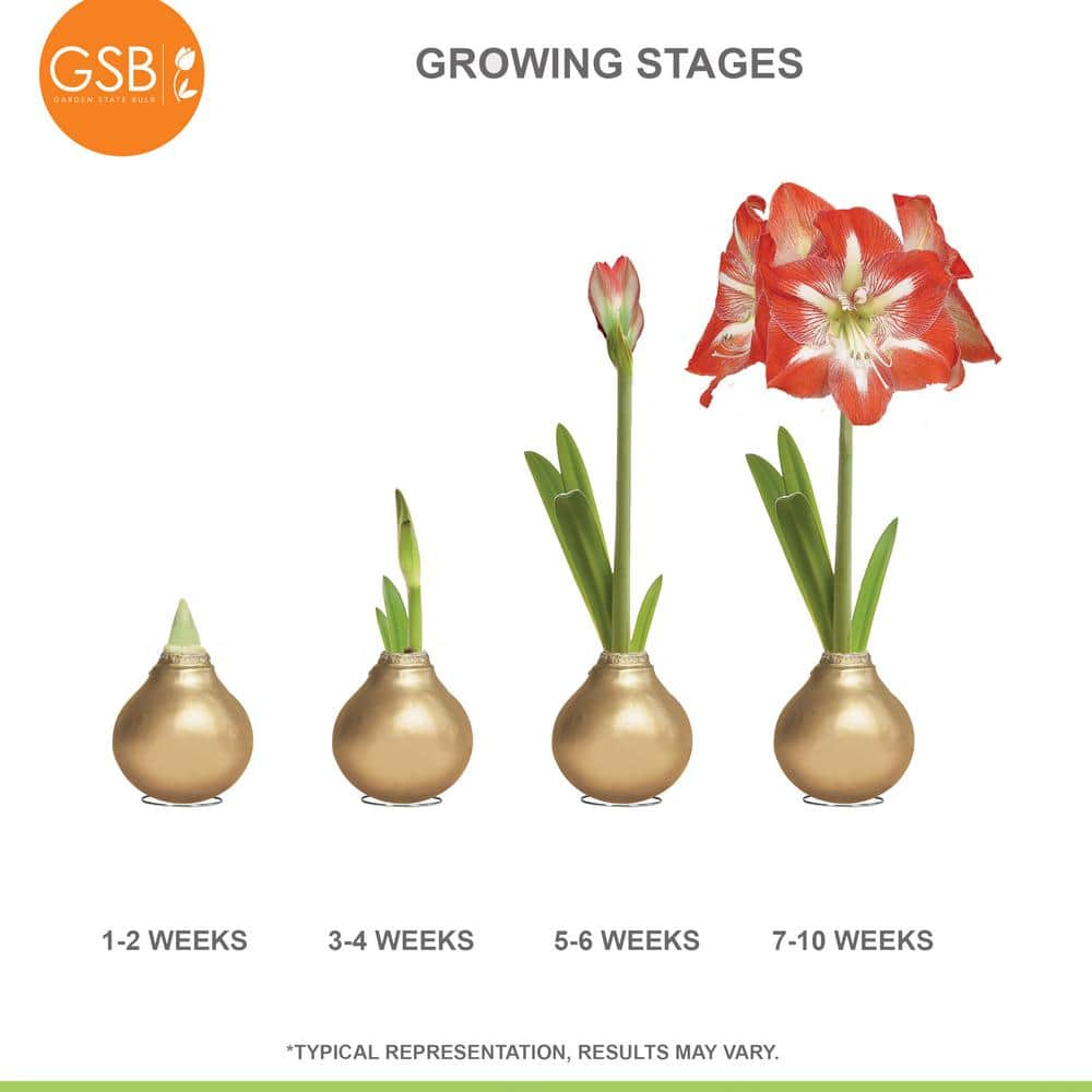 Gold Waxed Minerva Amaryllis Flower Bulb, 30/32cm (1-Pack)