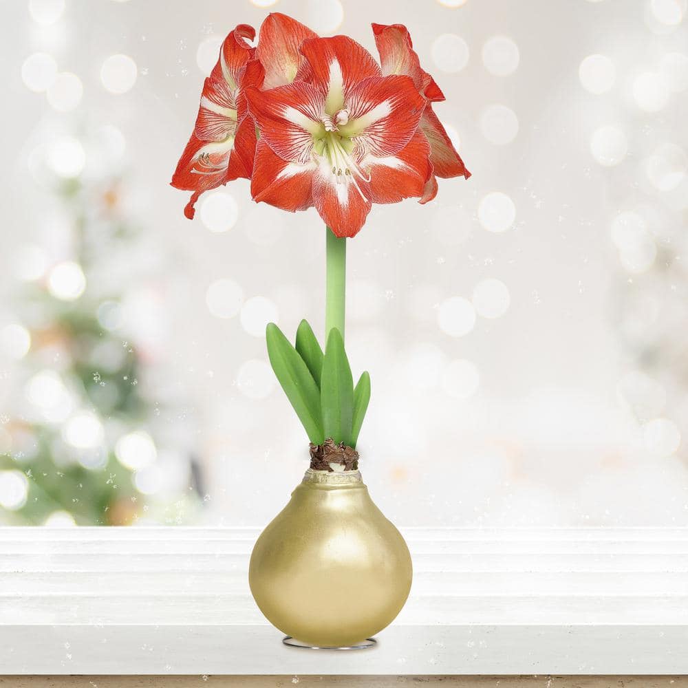  Gold Waxed Minerva Amaryllis Flower Bulb, 30/32cm (1-Pack)