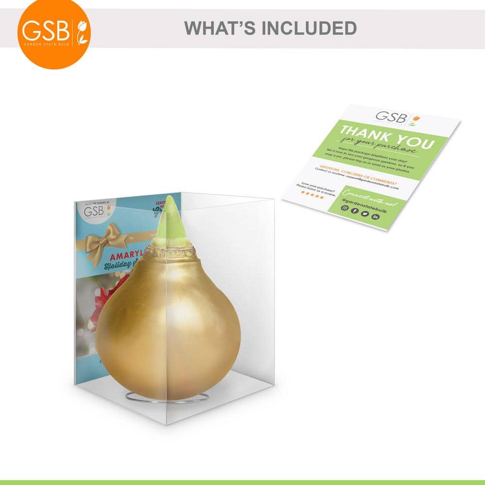  Gold Waxed Minerva Amaryllis Flower Bulb, 30/32cm (1-Pack)