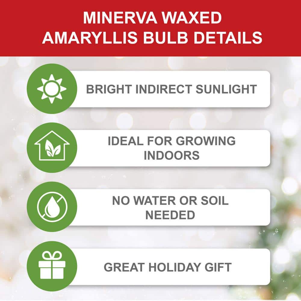  Gold Waxed Minerva Amaryllis Flower Bulb, 30/32cm (1-Pack)