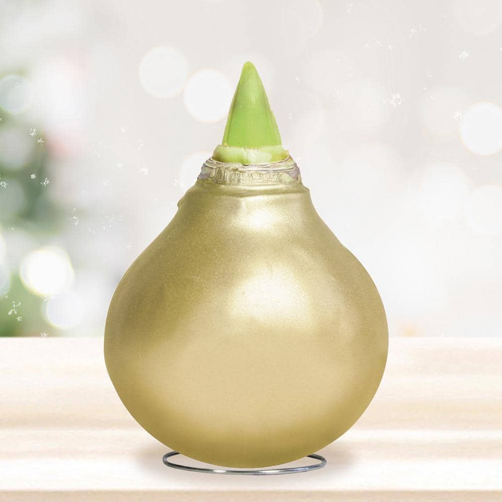  Gold Waxed Minerva Amaryllis Flower Bulb, 30/32cm (1-Pack)