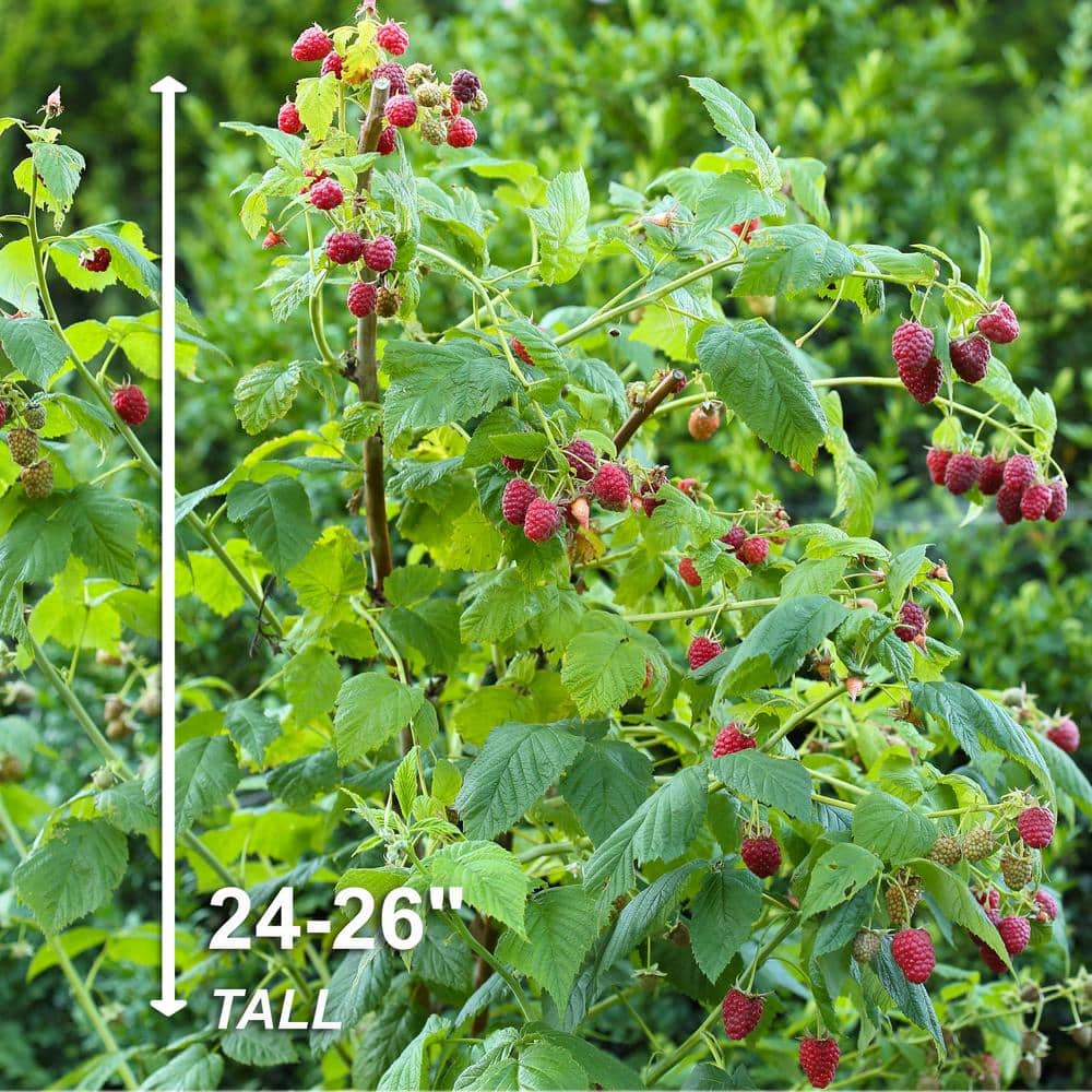 Raspberry Heritage 1 Year Live Bare Root Plant (Bag Of 1)