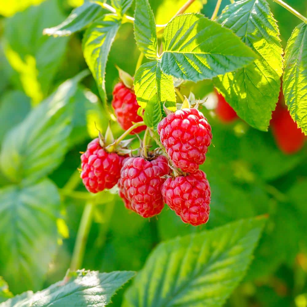  Raspberry Heritage 1 Year Live Bare Root Plant (Bag Of 1)