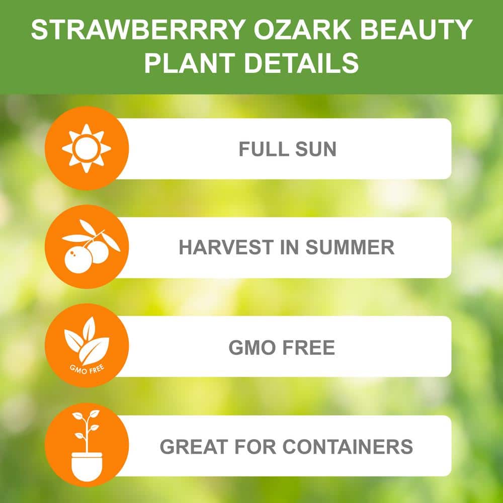  Strawberry Ozark Beauty, Live Bare Root (Bag Of 20)