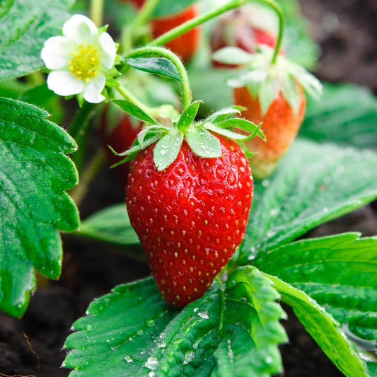  Strawberry Ozark Beauty, Live Bare Root (Bag Of 40)