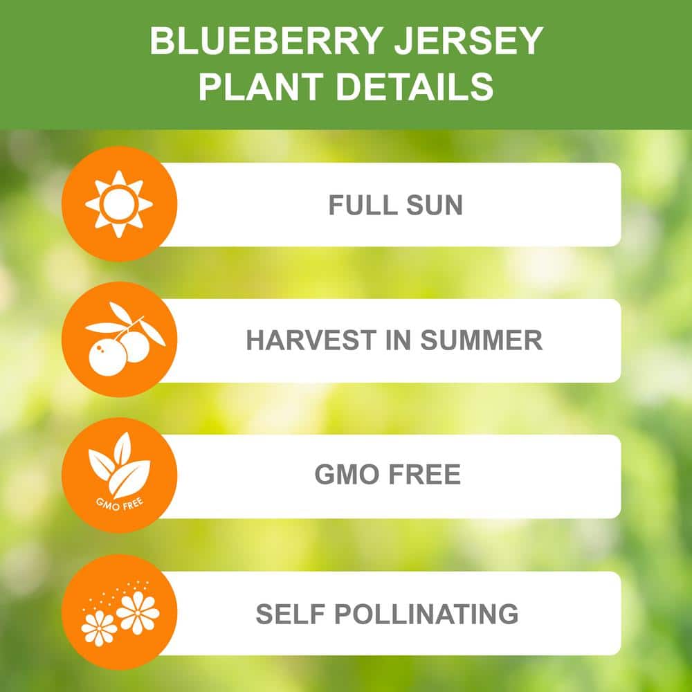  Blueberry Jersey, Live Bare Root Plant (Bag Of 2)