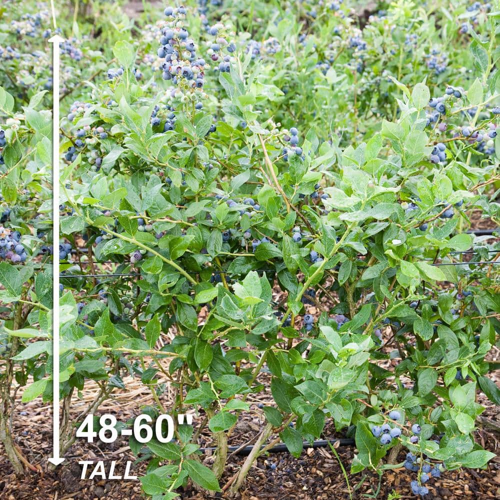  Blueberry Jersey, Live Bare Root Plant (Bag Of 2)