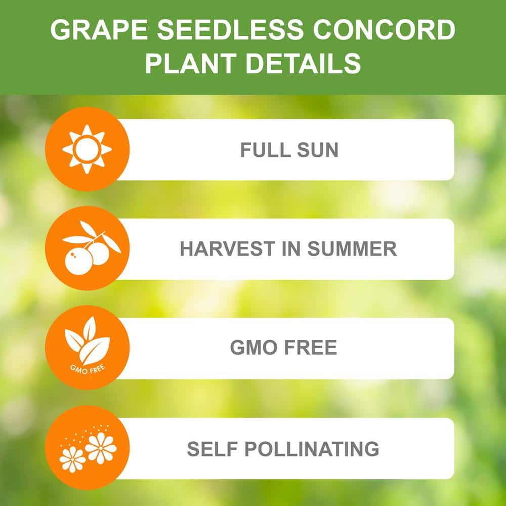  Grape Seedless Concord, Live Bare Root Plant (Bag Of 1)