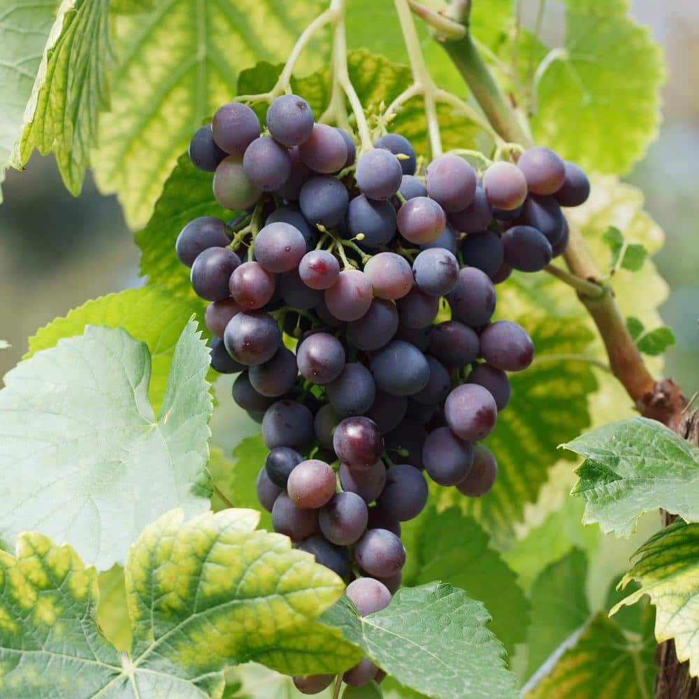 Grape Seedless Concord, Live Bare Root Plant (Bag Of 2)