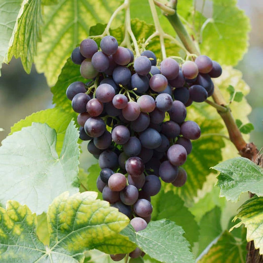  Grape Seedless Concord, Live Bare Root Plant (Bag Of 2)
