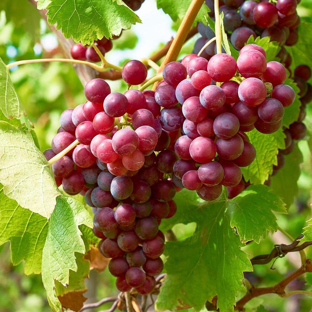  Red Seedless Suffolk Grape, Live Bare Root Plant (Bag Of 1)