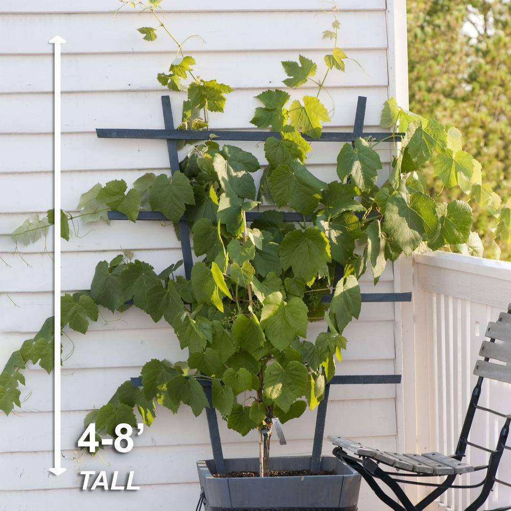  Red Seedless Suffolk Grape, Live Bare Root Plant (Bag Of 2)