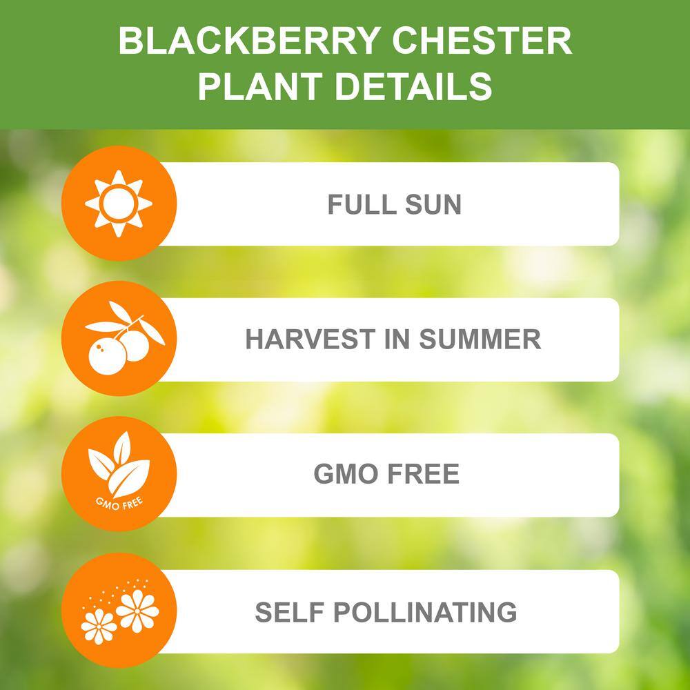  Blackberry Chester, Live Bare Root Plant (Bag Of 1)