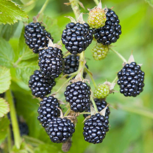  Blackberry Chester, Live Bare Root Plant (Bag Of 1)
