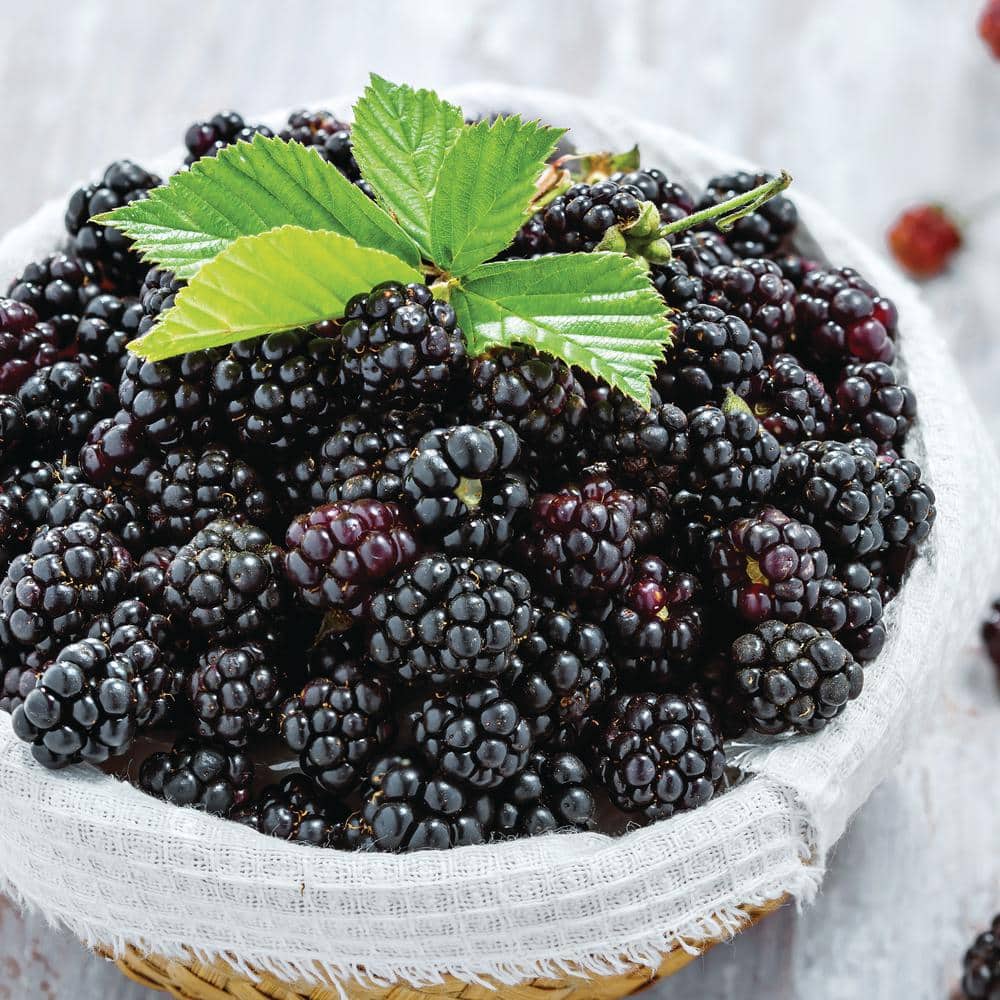  Blackberry Chester, Live Bare Root Plant (Bag Of 2)
