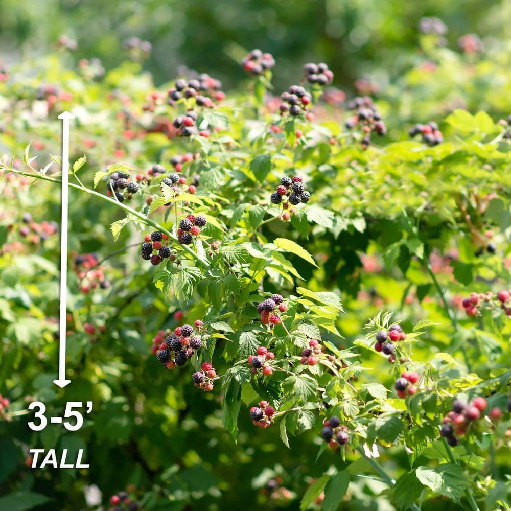  Blackberry Chester, Live Bare Root Plant (Bag Of 2)