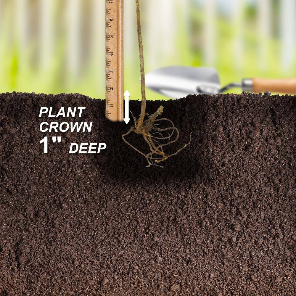  Blackberry Chester, Live Bare Root Plant (Bag Of 2)