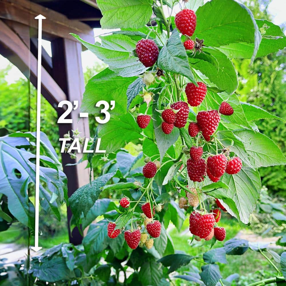  1-Year, Brandywine Raspberry Plant, Live Bare Root, Non-GMO (Bag Of 1)