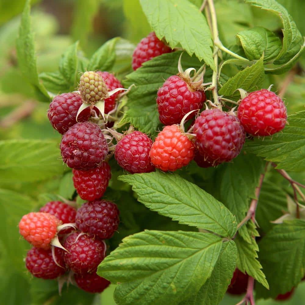  1-Year, Brandywine Raspberry Plant, Live Bare Root, Non-GMO (Bag Of 1)