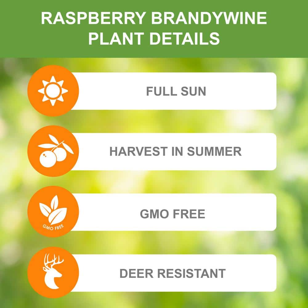  1-Year, Brandywine Raspberry Bare Roots, Non-GMO (Bag Of 2)