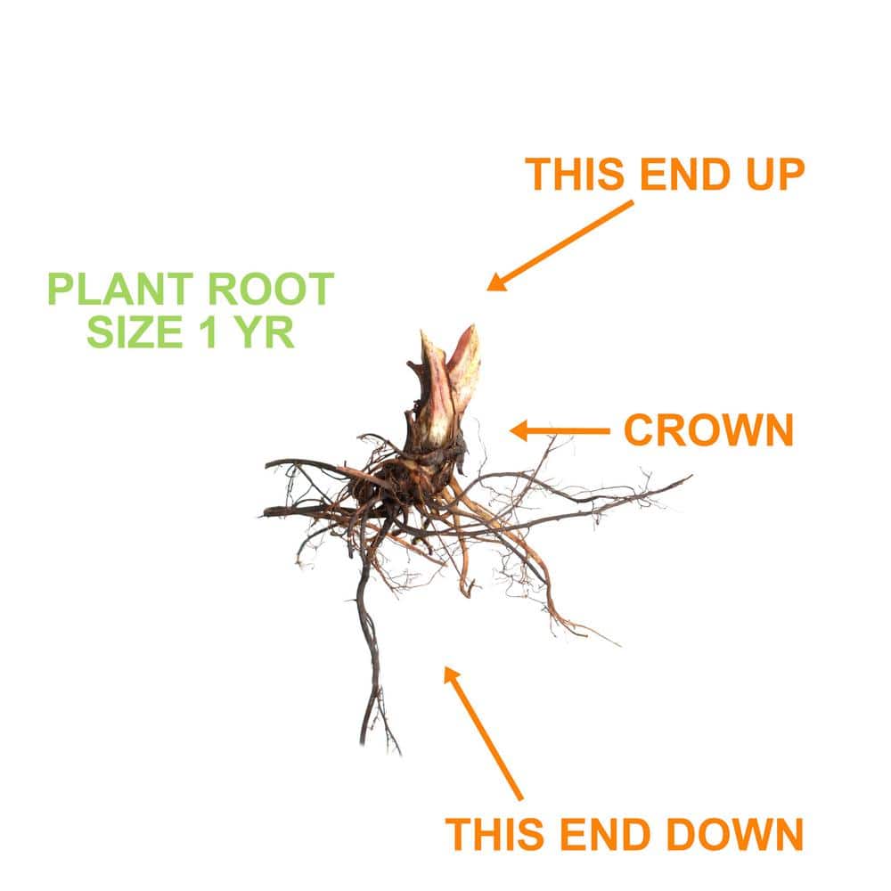  Tristar Everbearing Strawberry Bare Roots, Non-GMO (Bag Of 10)