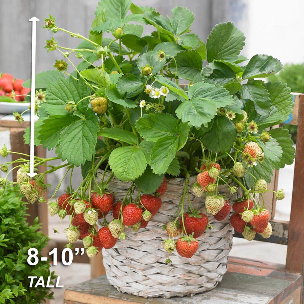  Tristar Everbearing Strawberry Bare Roots, Non-GMO (Bag Of 10)